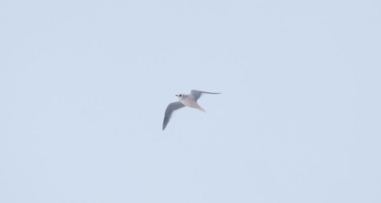 Ross's Gull At Utqiagvik (Barrow), Alaska On A Wilderness Birding Adventures Tour