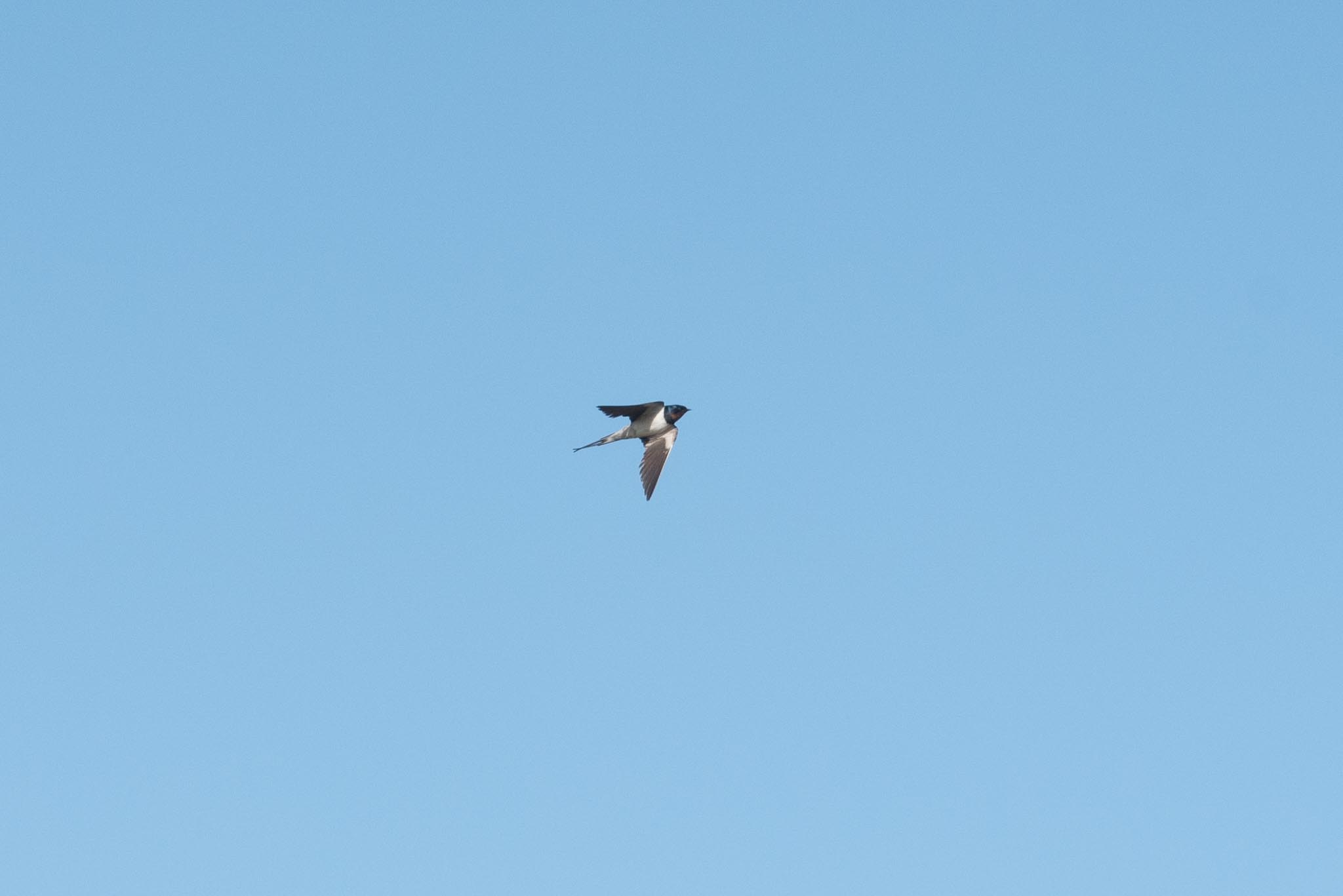 "Eurasian" Barn Swallow, Adak Island, Alaska