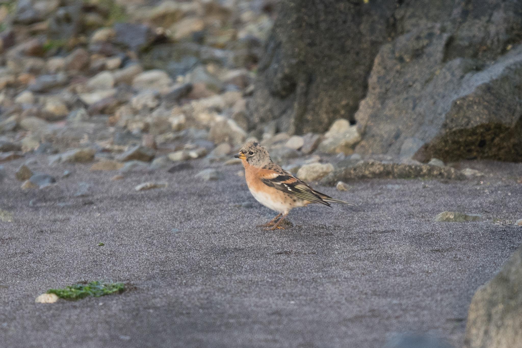 Brambling, Adak Island, Alaska