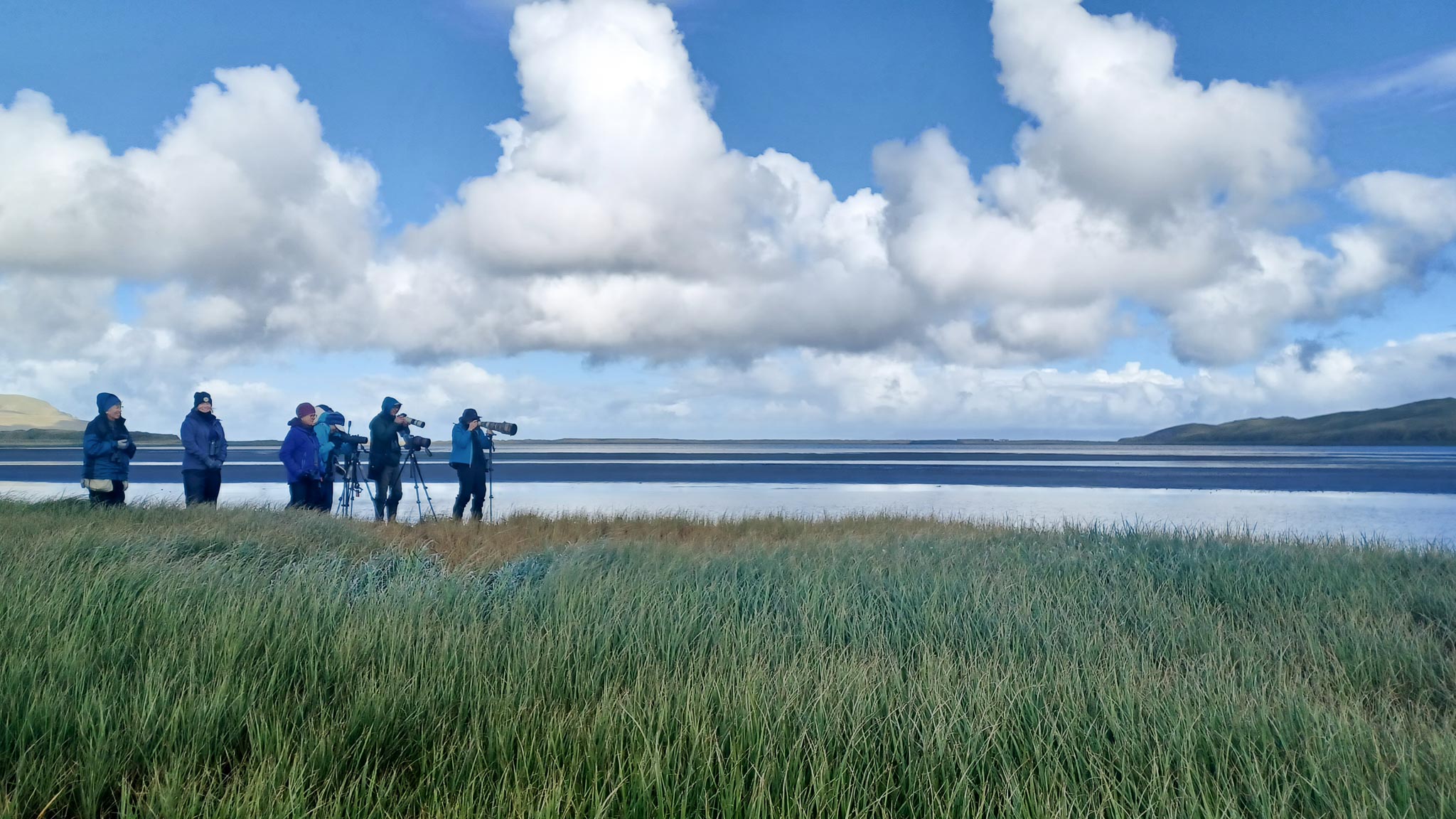 Studying shorebirds at Adak Island, Alaska