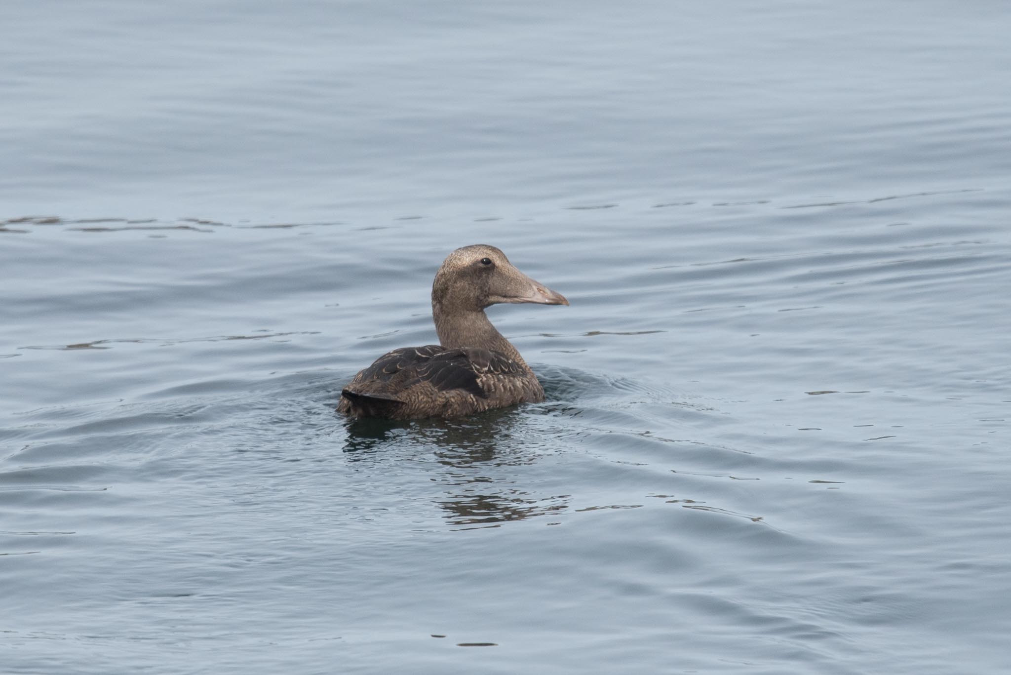 Common Eider, Adak Island, Alaska