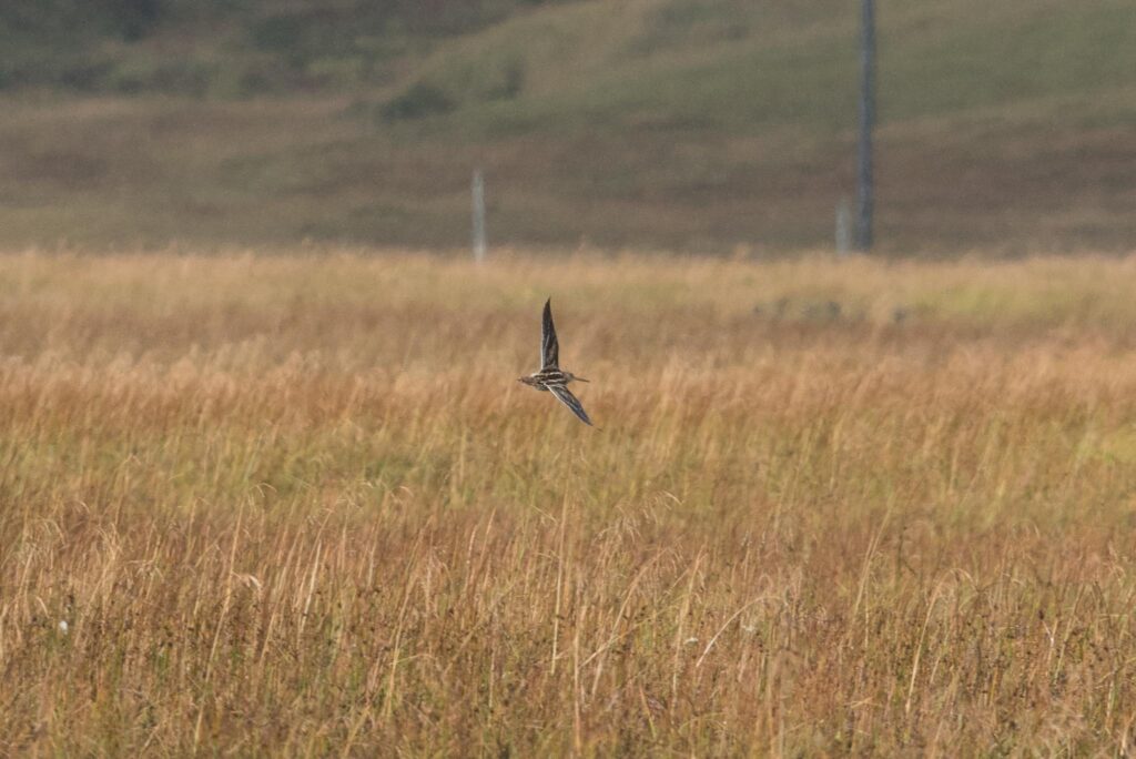 Common Snipe, Adak Island, Alaska