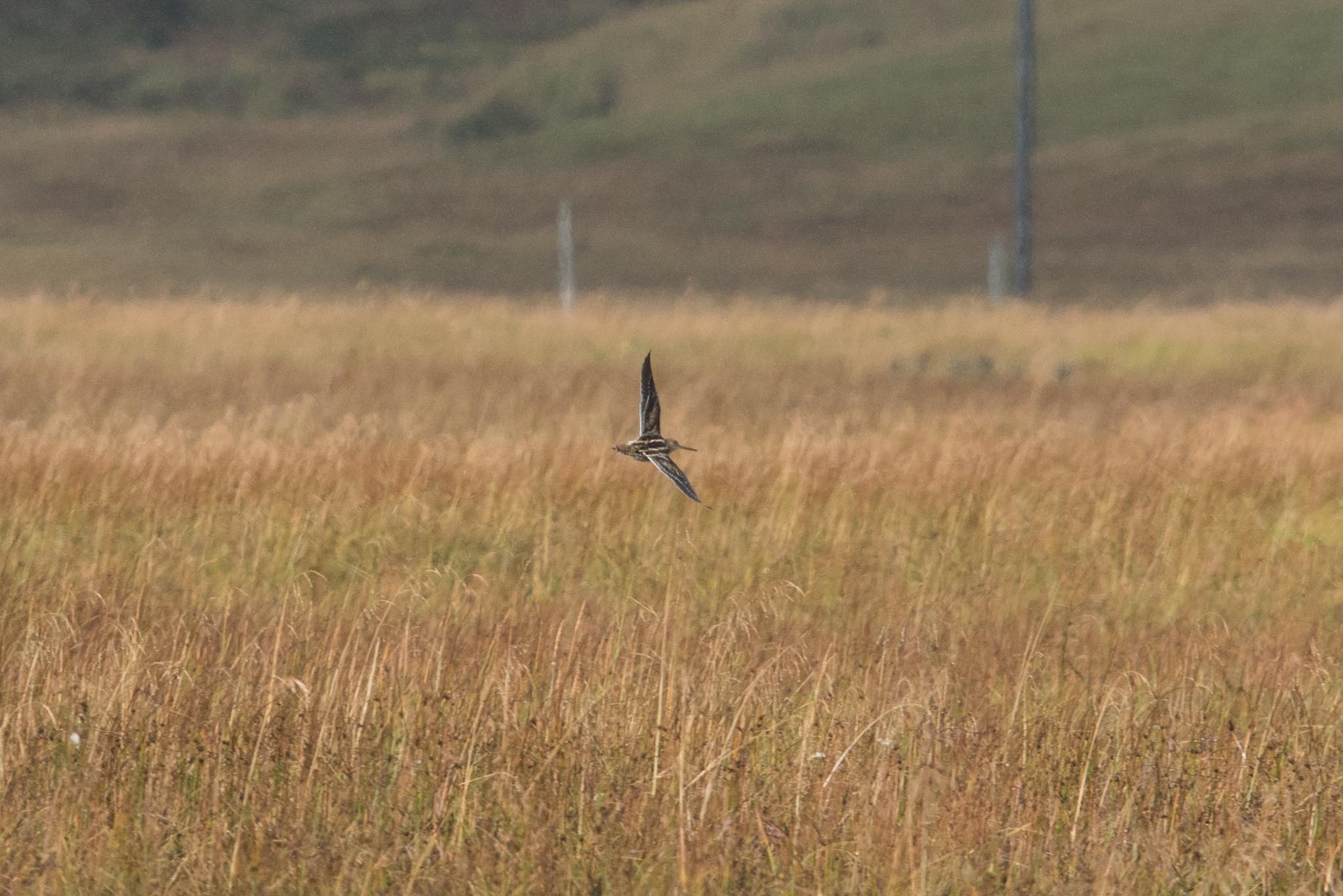 Common Snipe, Adak Island, Alaska