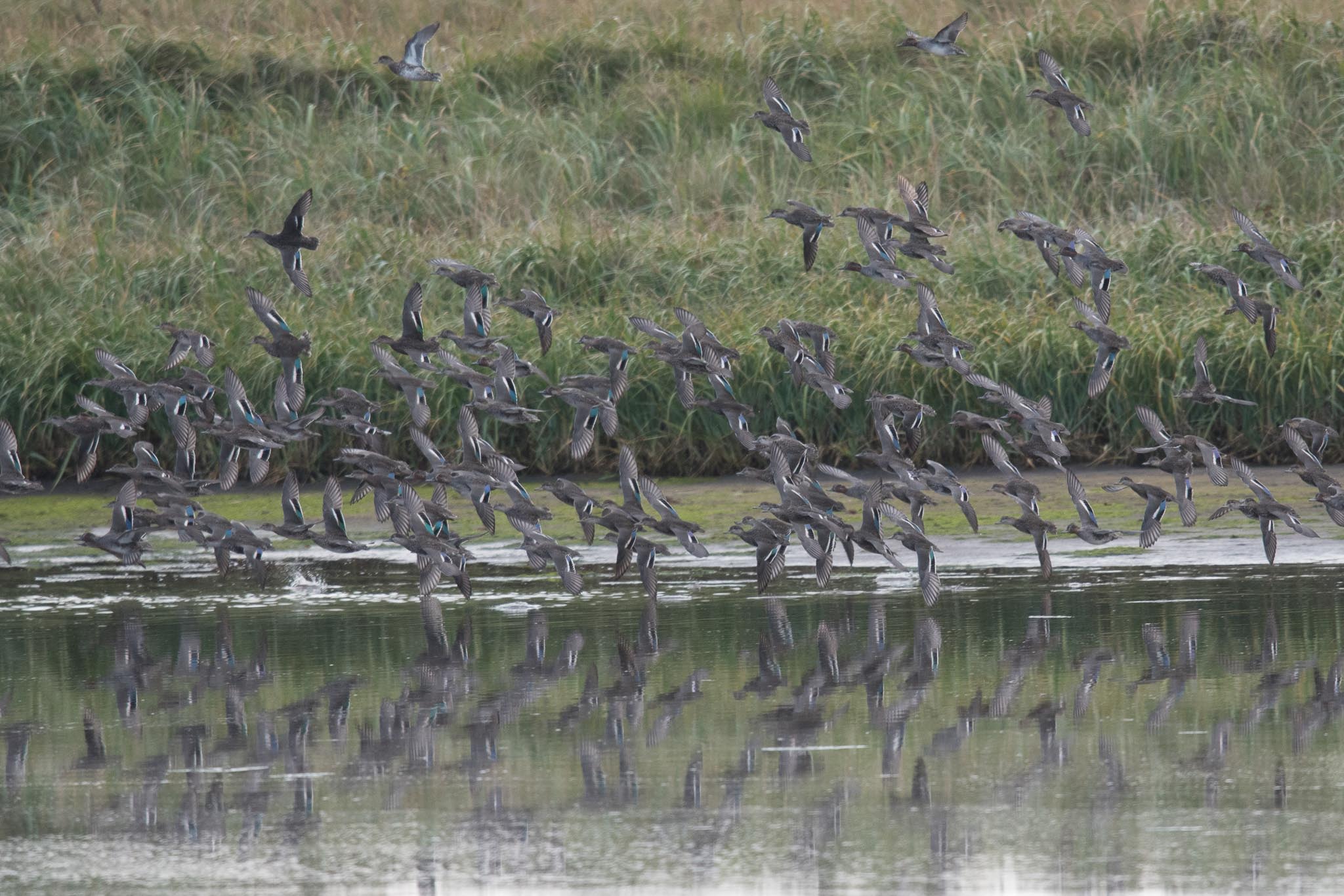 "Eurasian" Green-winged Teal, Adak Island, Alaska