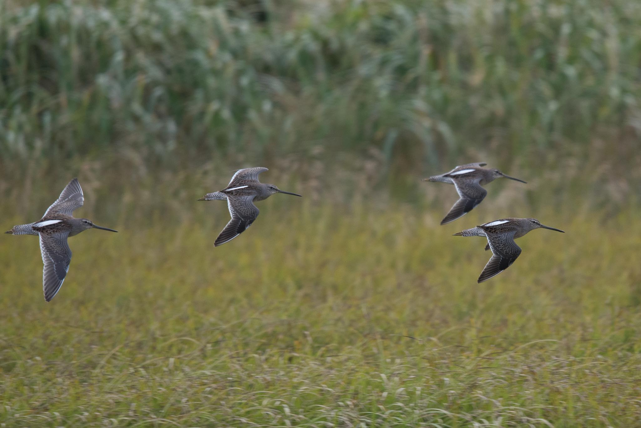 Long-billed Dowitchers, Adak Island, Alaska