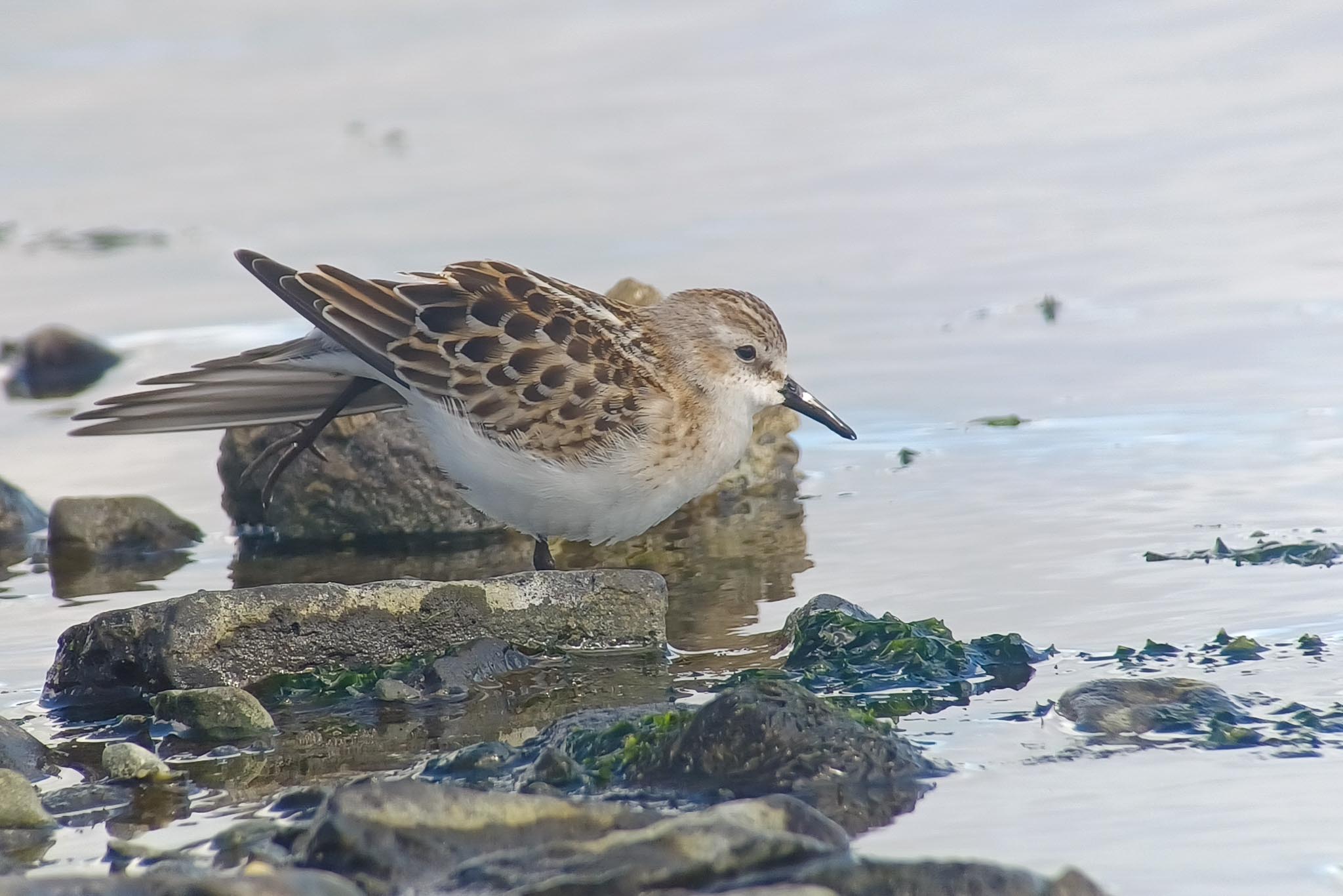 Little Stint, Adak Island, Alaska