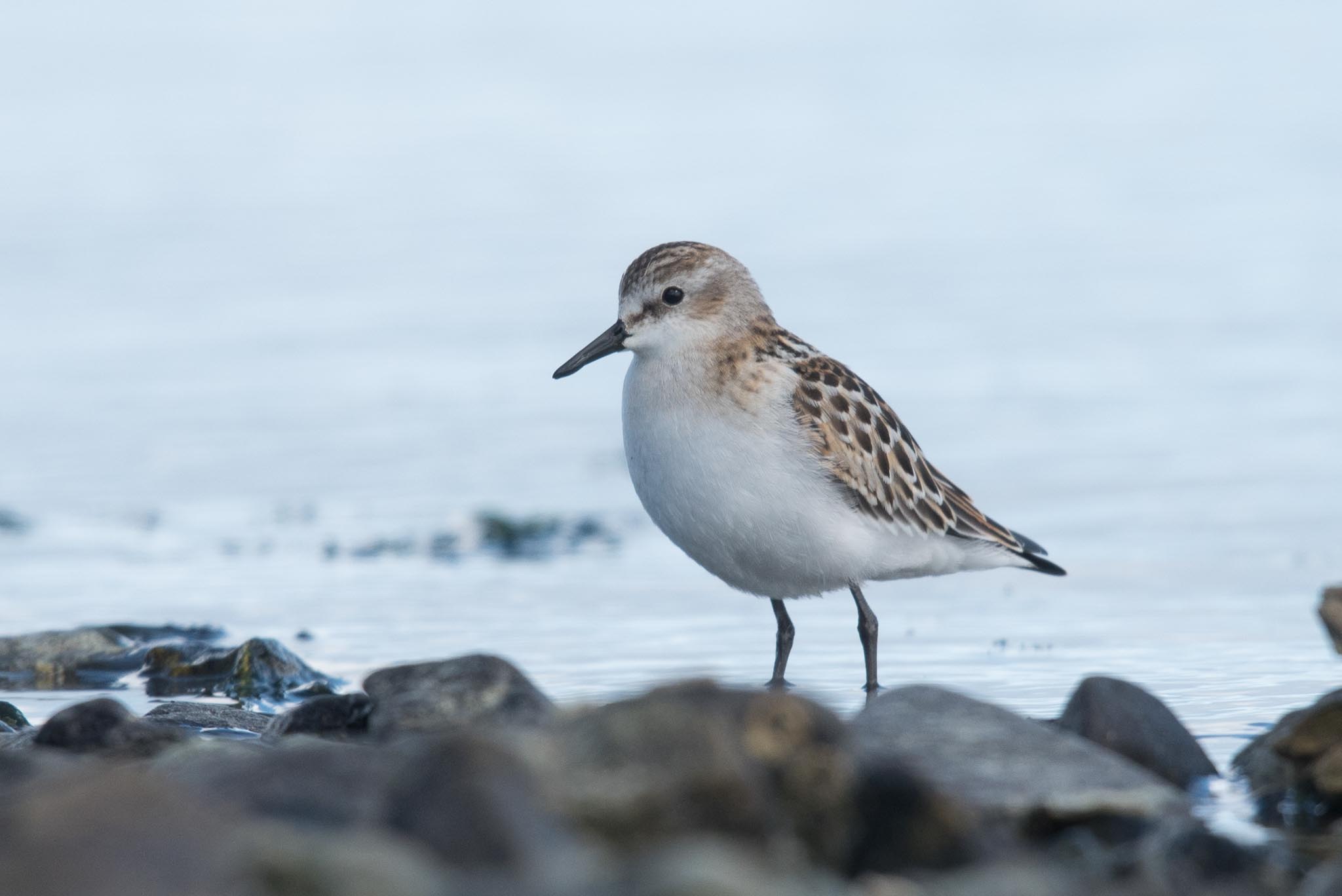 Little Stint, Adak Island, Alaska