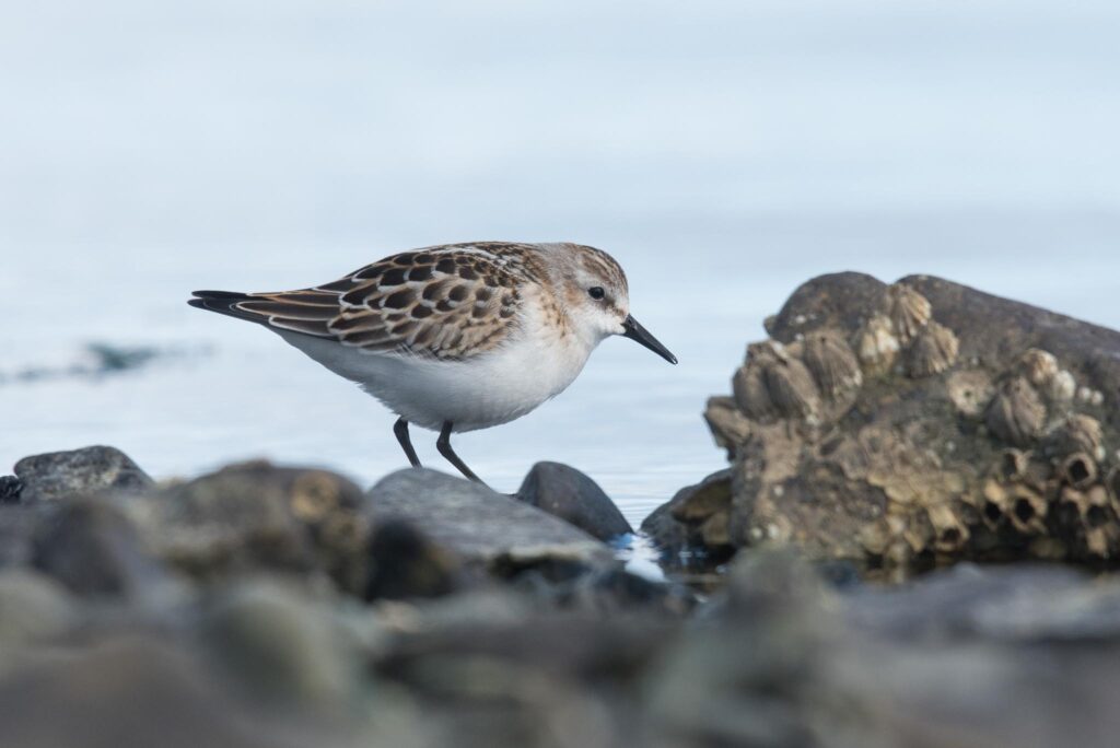 Little Stint, Adak Island, Alaska