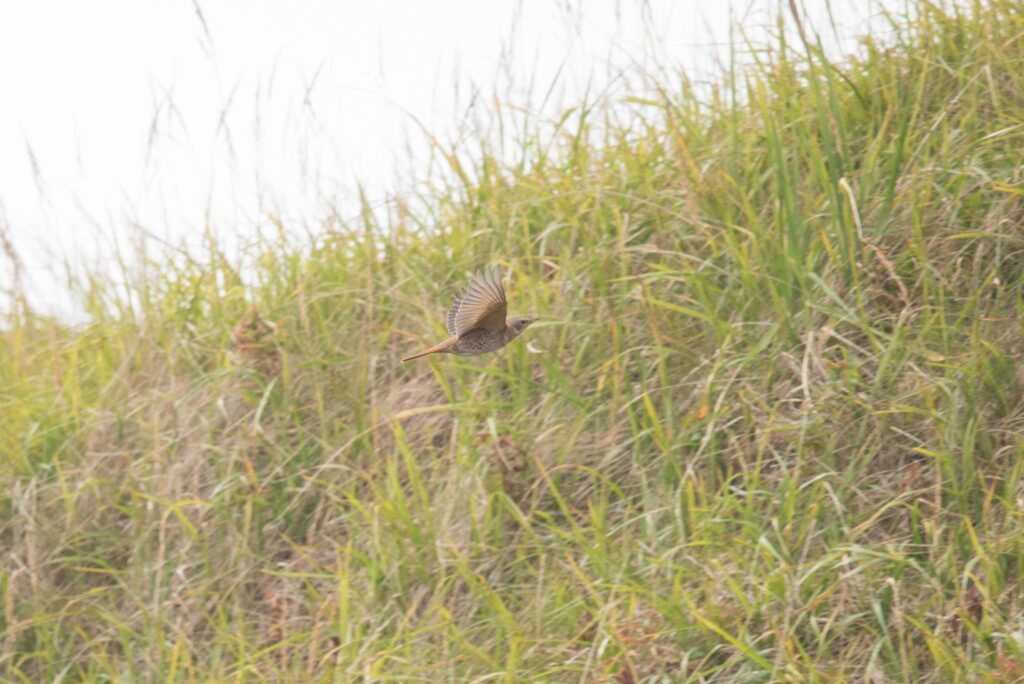 Naumann's Thrush, Adak Island, Alaska