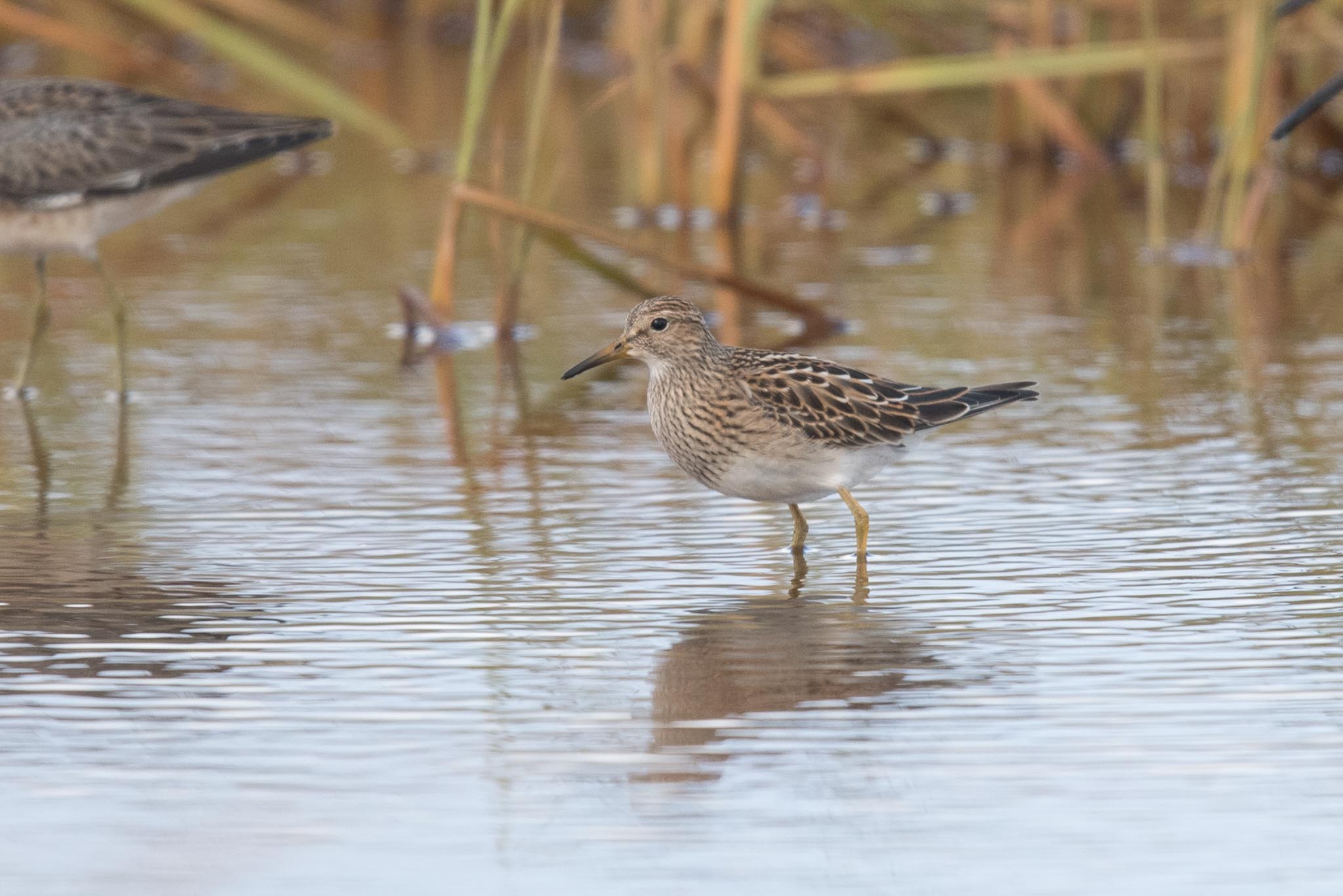 Pectoral Sandpiper, Adak Island, Alaska