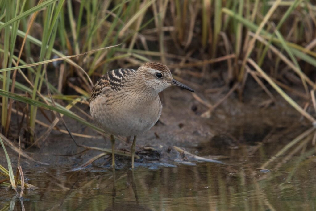 Sharp-tailed Sandpiper, Adak Island, Alaska