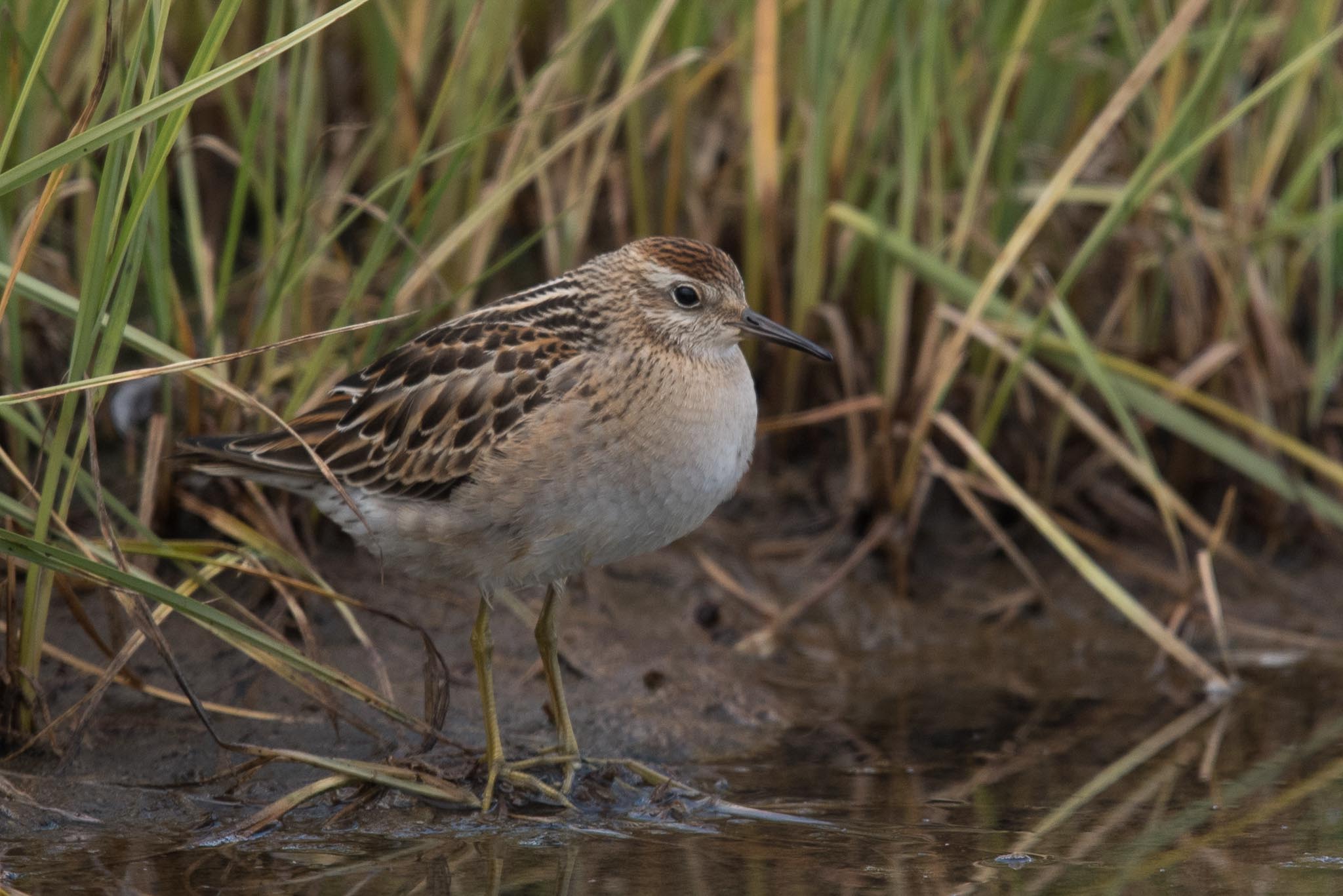 Sharp-tailed Sandpiper, Adak Island, Alaska