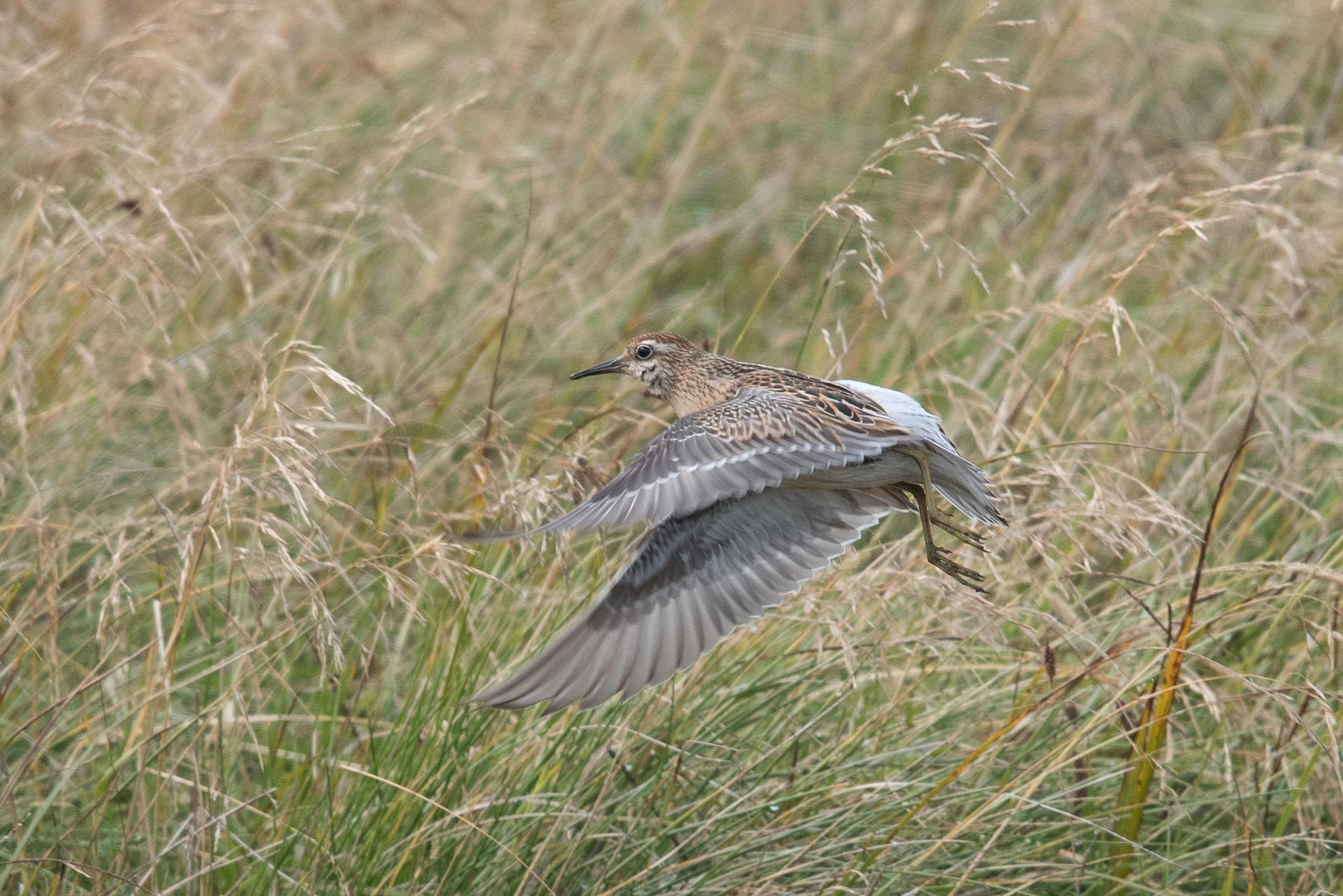 Sharp-tailed Sandpiper, Adak Island, Alaska