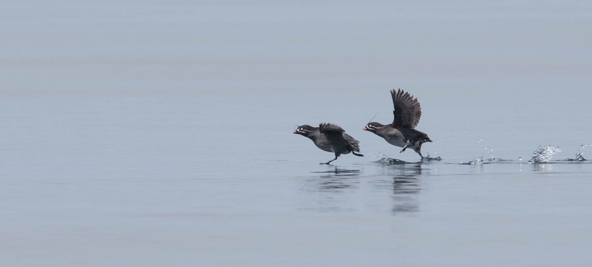 Whiskered Auklets, Adak, Alaska