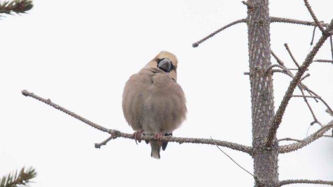 Hawfinch, Adak, Alaska