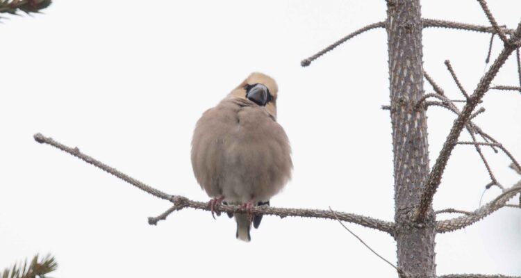 Hawfinch, Adak, Alaska