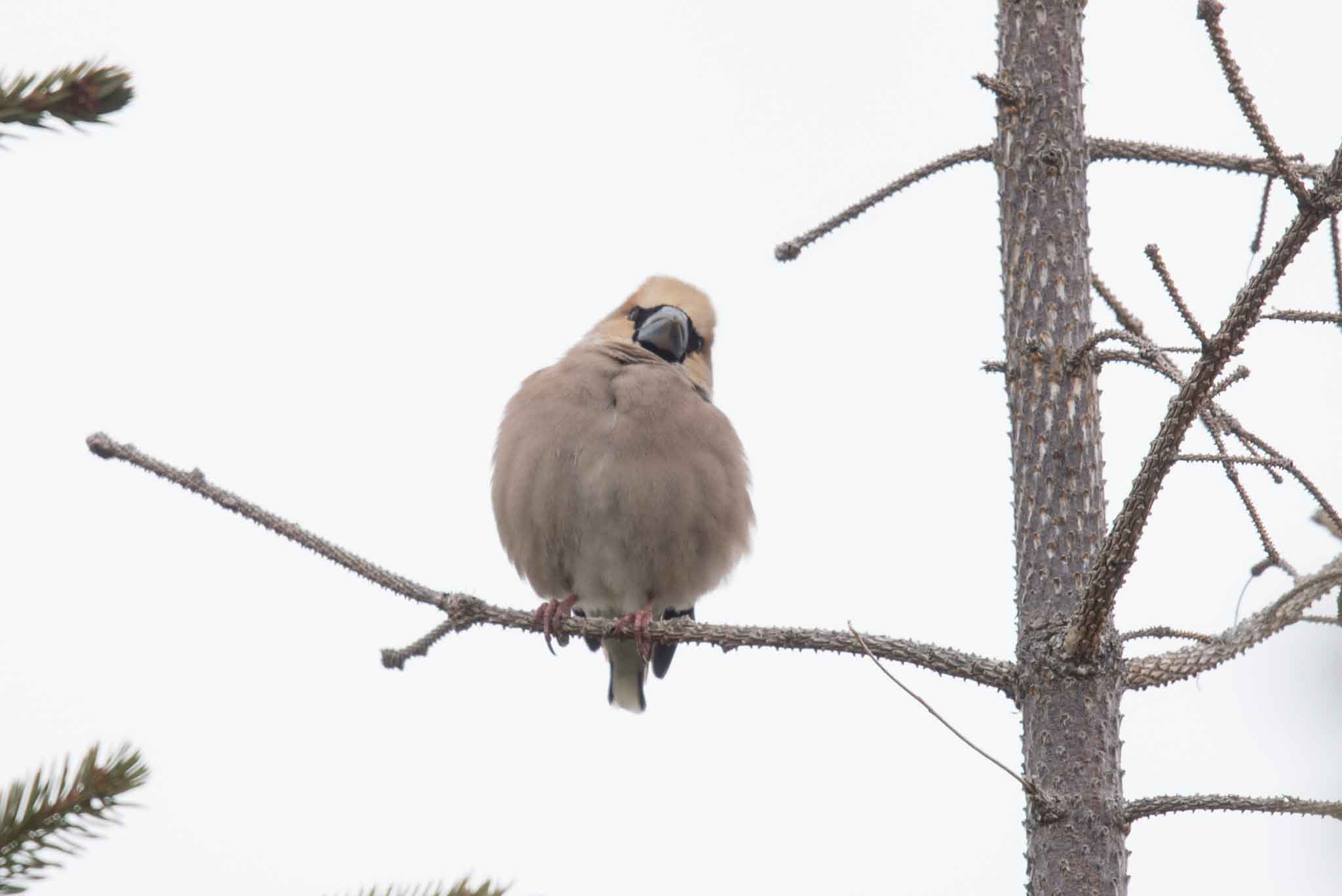 Hawfinch, Adak, Alaska