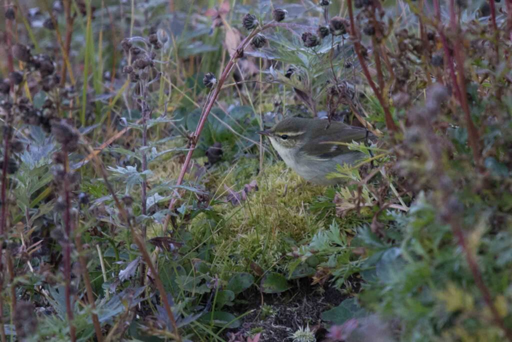 Arctic Warbler, Gambell, Alaska