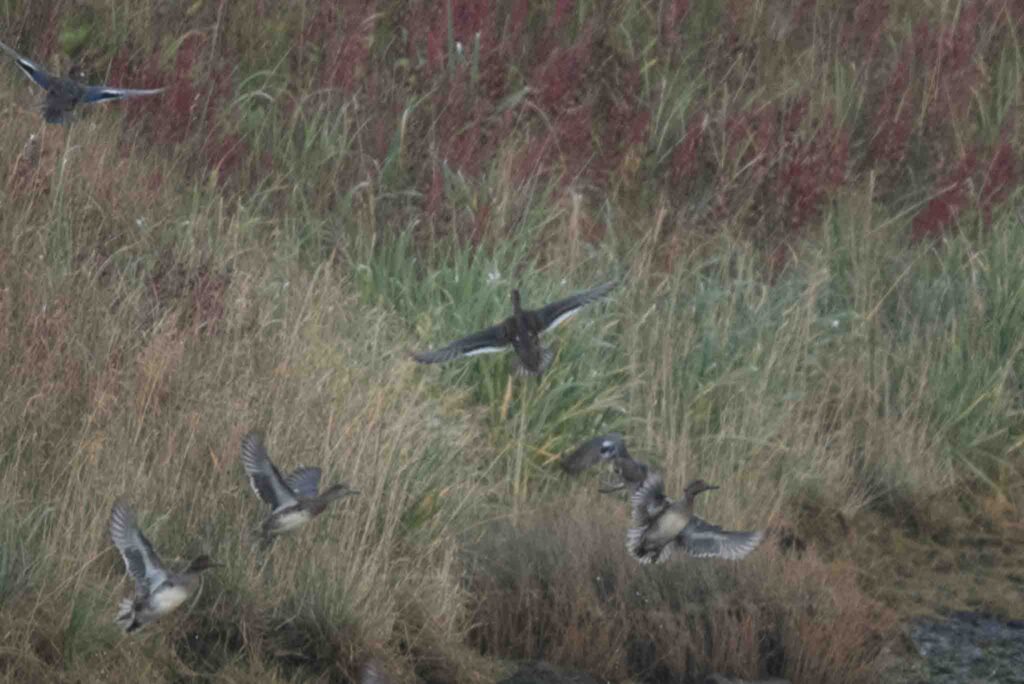 Baikal Teal, Adak Island, Alaska.