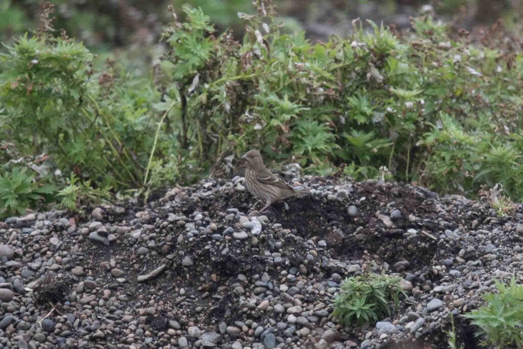 Common Rosefinch, Gambell, Alaska
