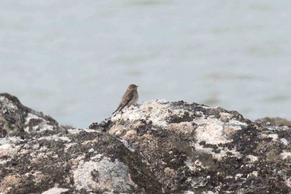 Dark-sided Flycatcher, Gambell, Alaska