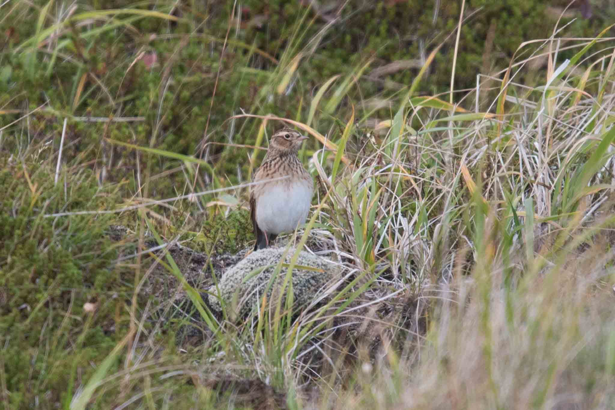 Eurasian Skylark, Adak Island, Alaska.