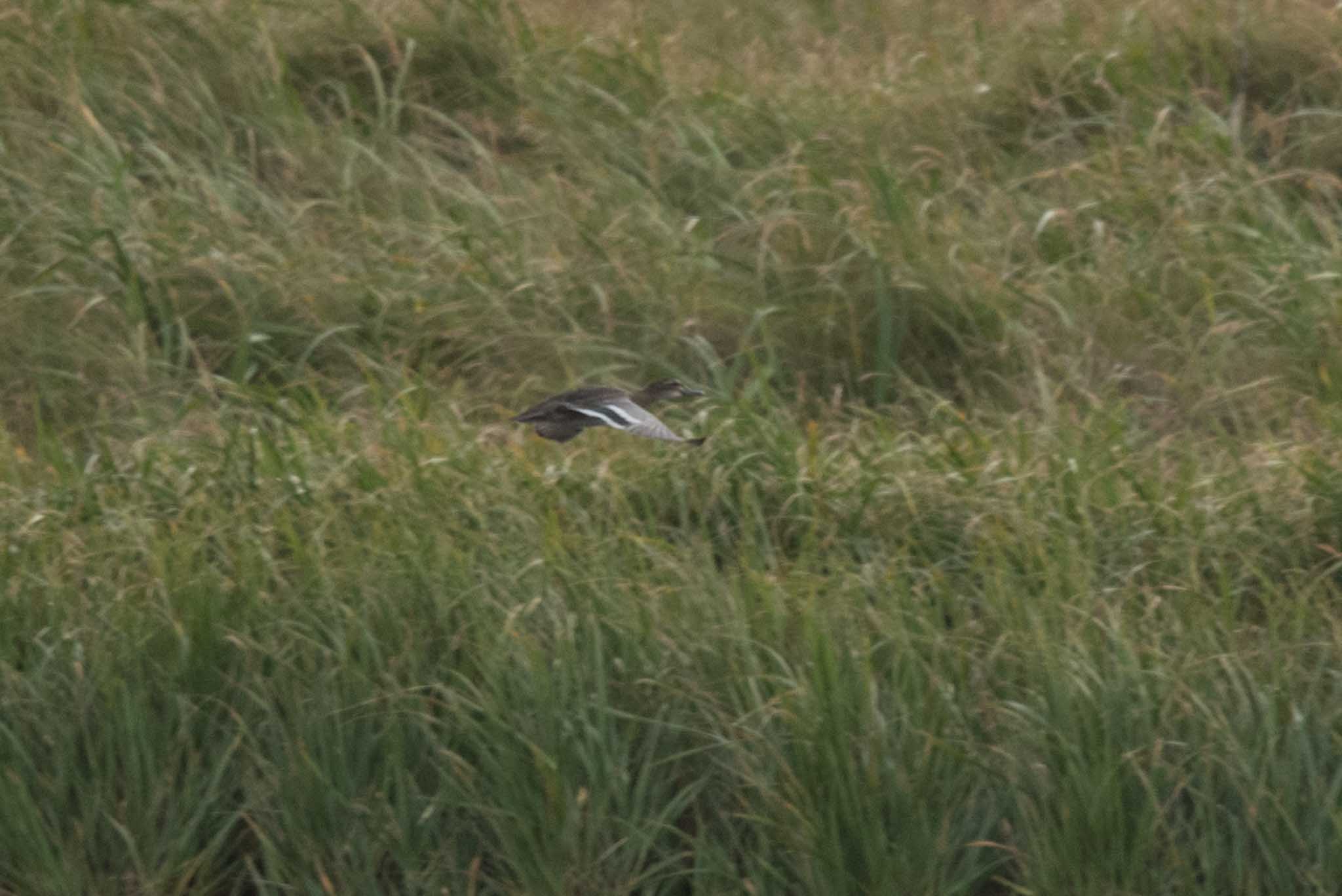 Garganey, Adak Island, Alaska