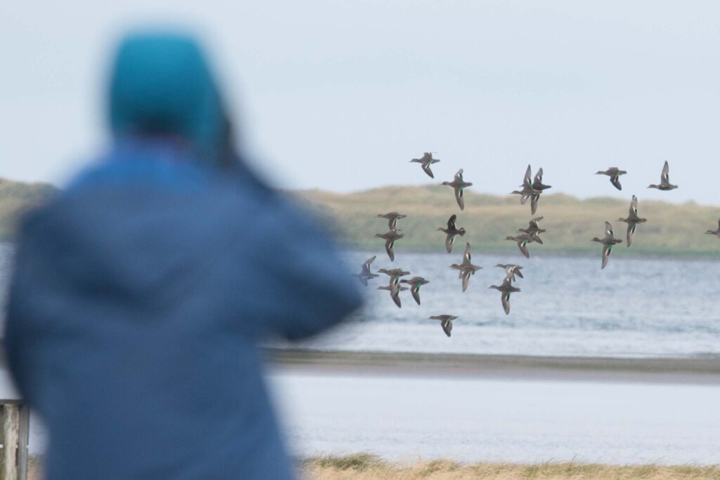 A birder watches a Garganey in a flock of Green-winged Teal.