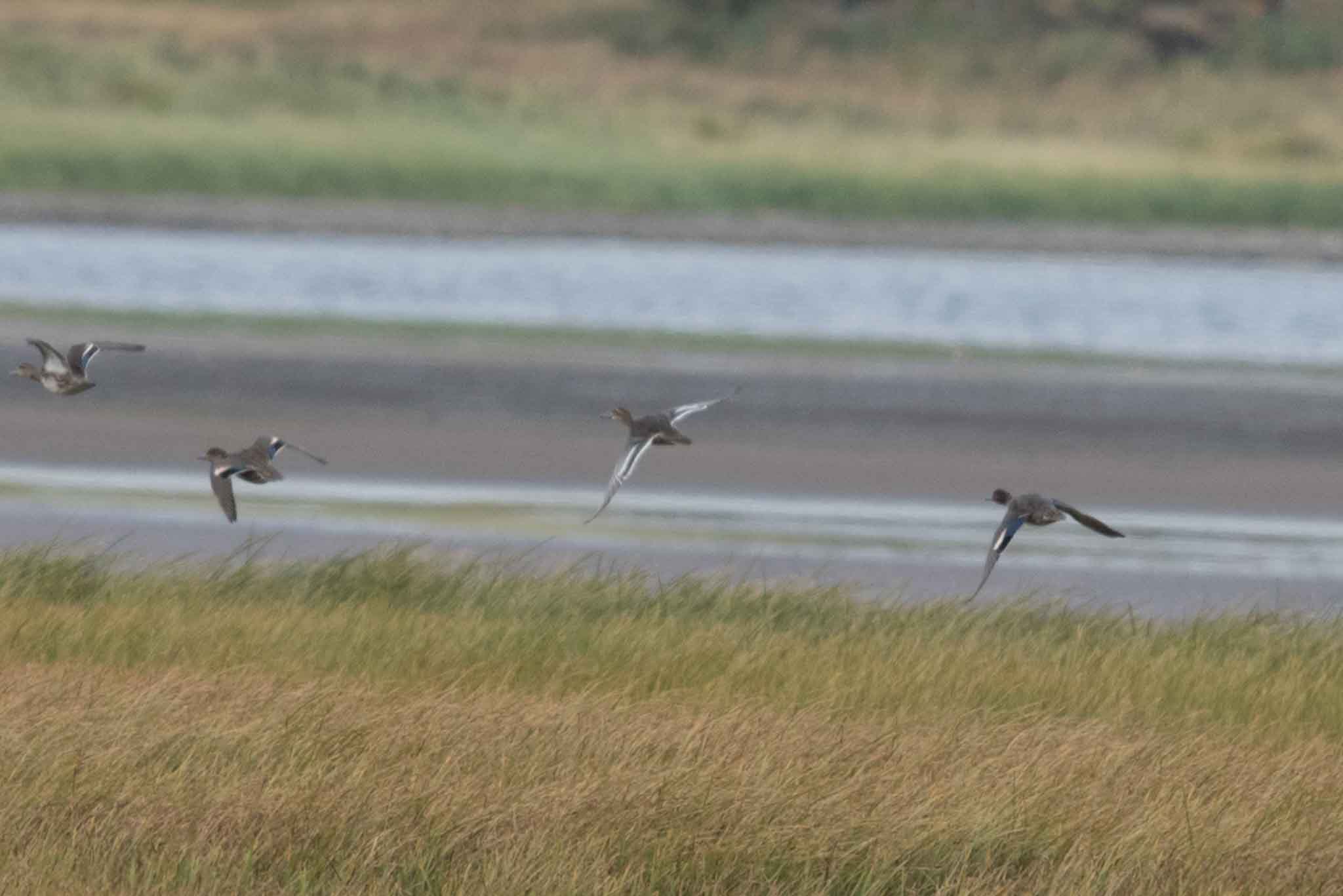 Garganey, Adak Island, Alaska