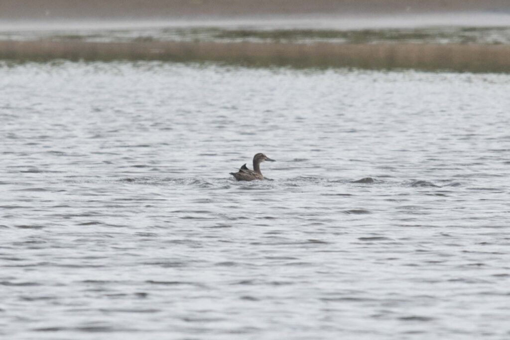 Garganey, Adak Island, Alaska