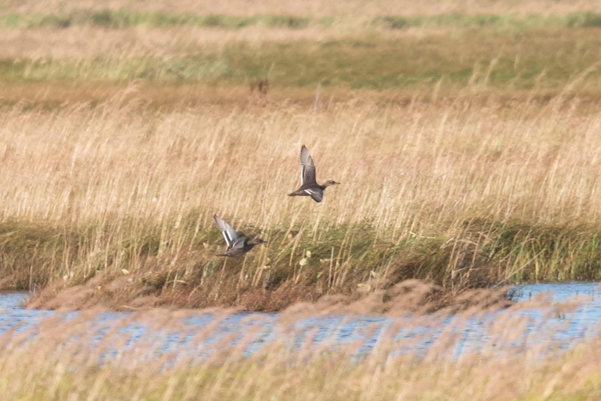 A pair of Garganey, Clam Lagoon, Adak Island, Alaska.