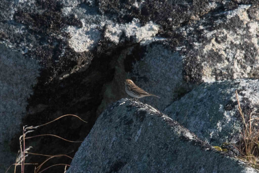 Little Bunting, Gambell, Alaska