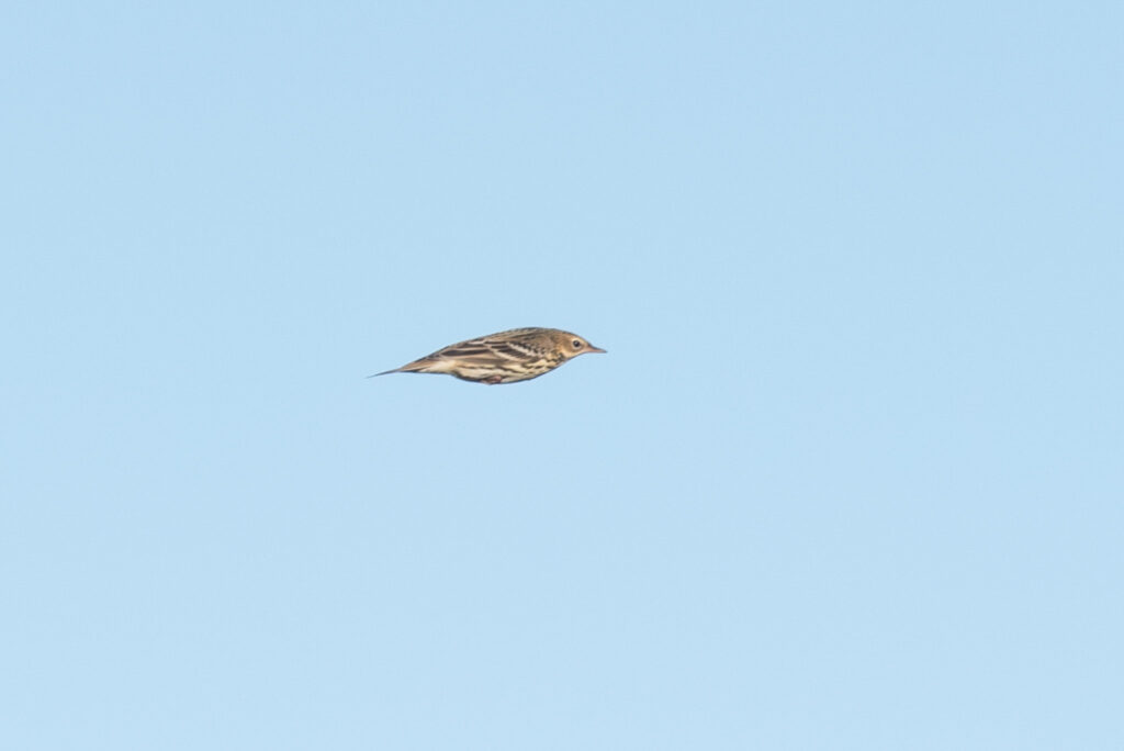 Pechora Pipit, Gambell, Alaska