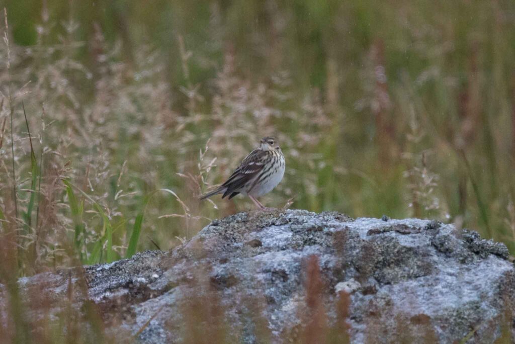 Pechora Pipit, Gambell, Alaska