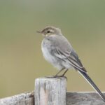 A juvenile White Wagtail at Gambell, Alaska