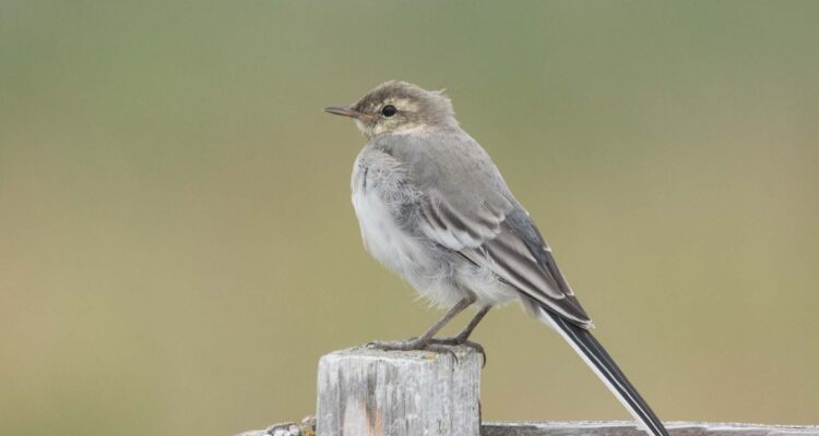 A Juvenile White Wagtail At Gambell, Alaska