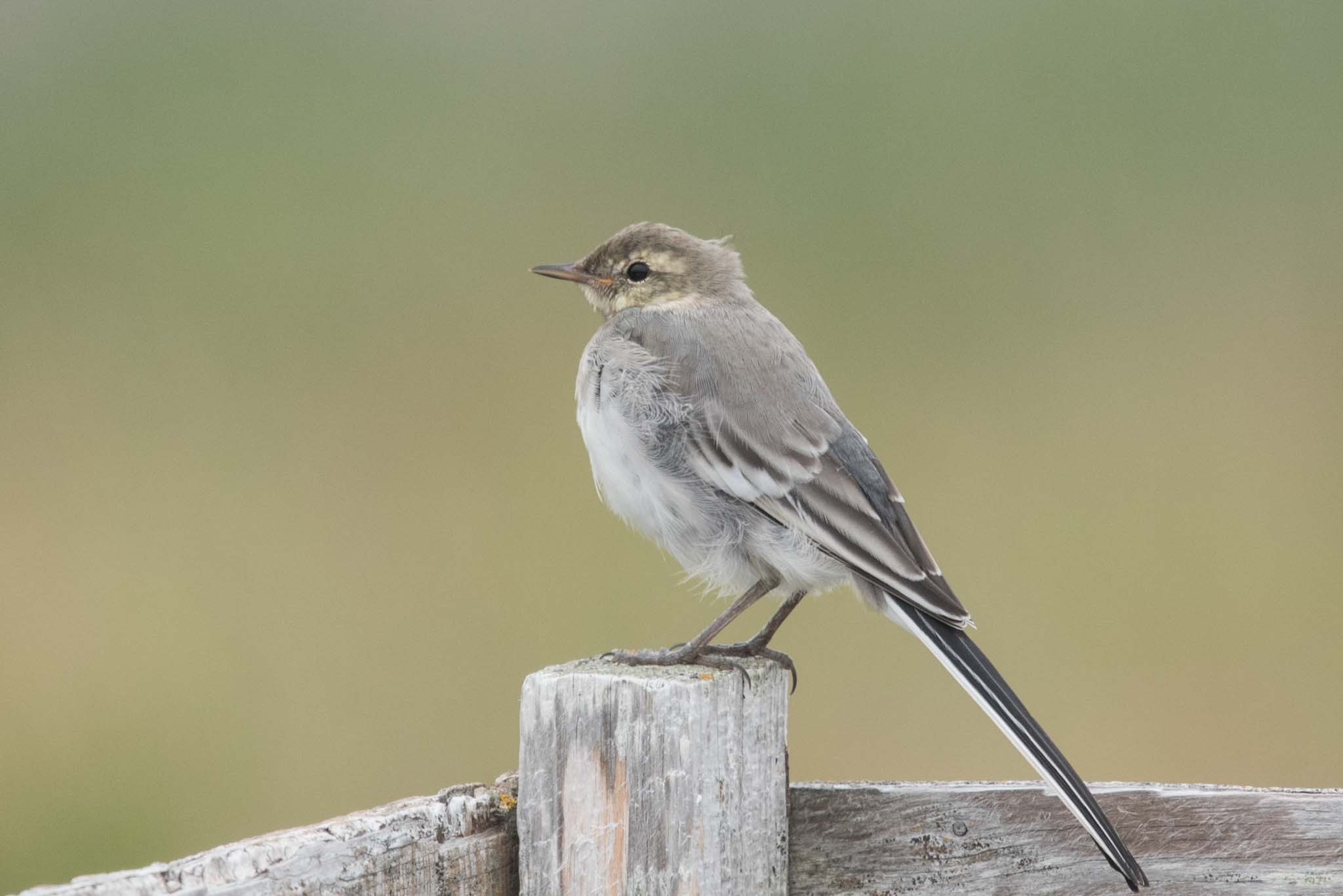 A juvenile White Wagtail at Gambell, Alaska