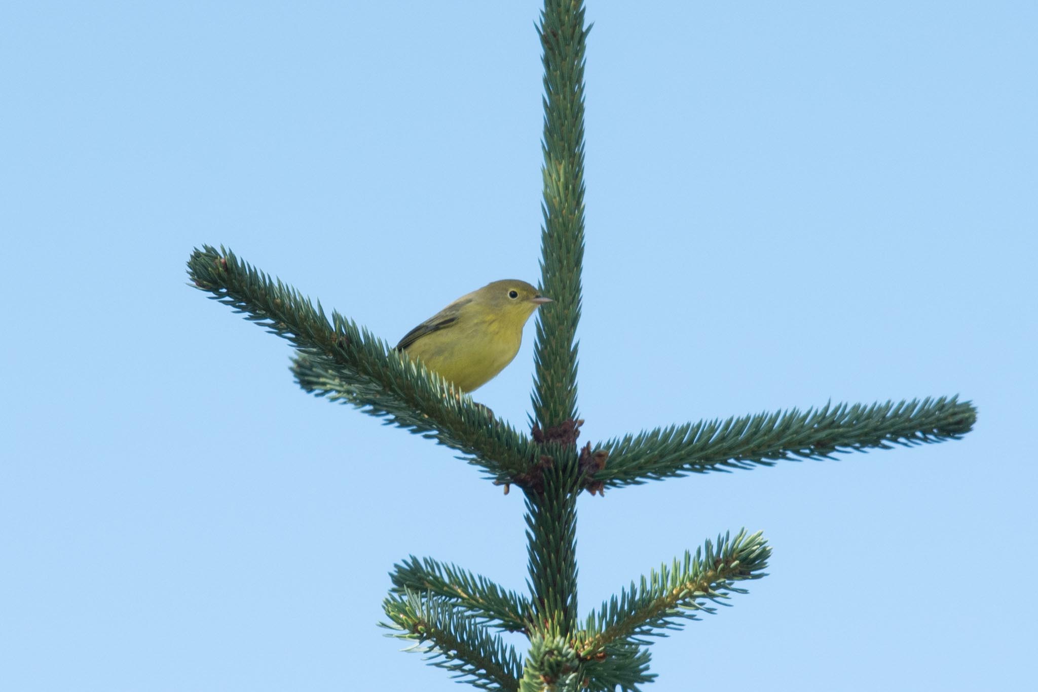 Yellow Warbler, Adak Island, Alaska