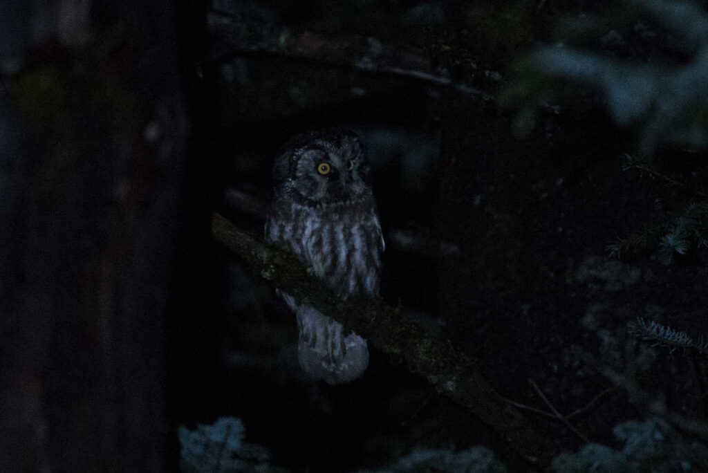 A sneaky Boreal Owl came to check us out just after dark.