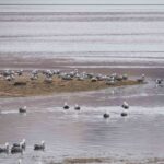 Large Flocks Of Emperor Geese Winter On Kodiak Island, Alaska.