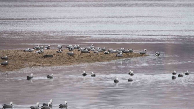 Large Flocks Of Emperor Geese Winter On Kodiak Island, Alaska.