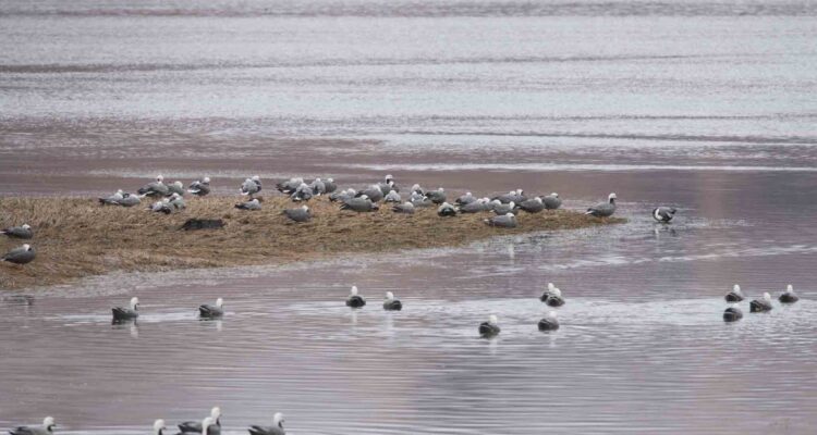 Large Flocks Of Emperor Geese Winter On Kodiak Island, Alaska.