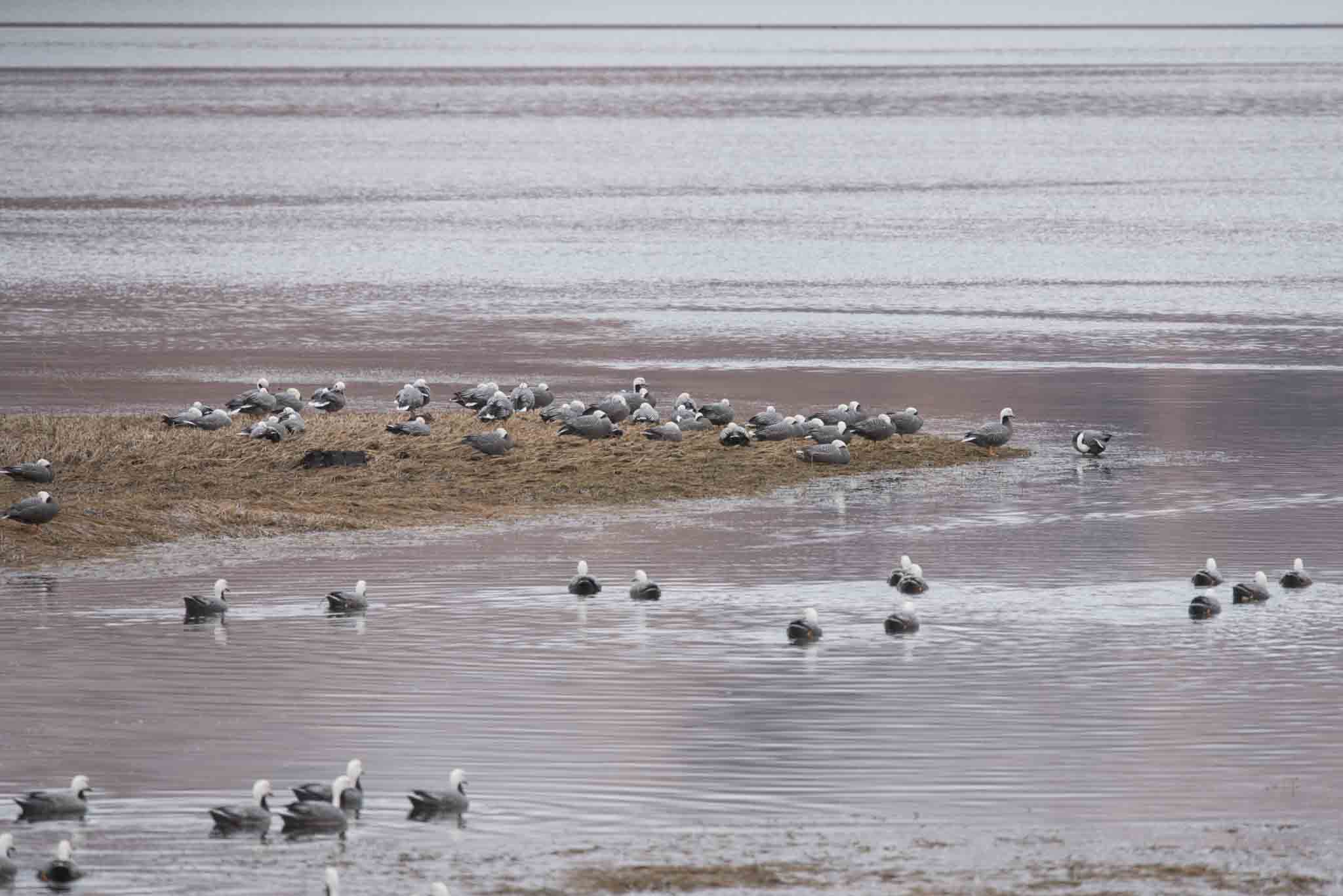 Large flocks of Emperor Geese winter on Kodiak Island, Alaska.