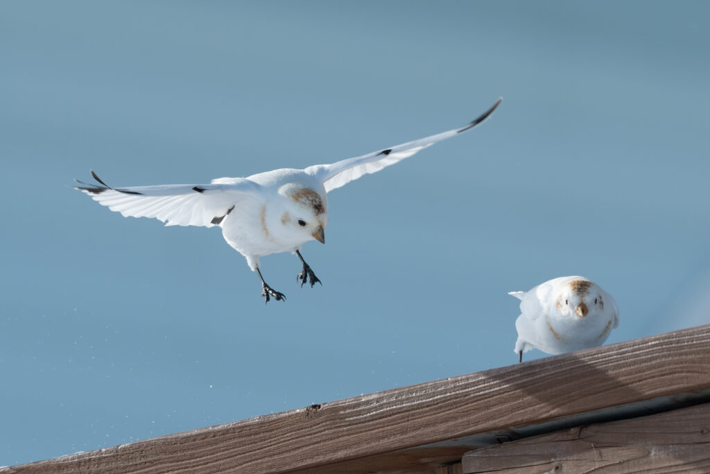 McKay's Bunting, Nome, Alaska. Photo Steve Heinl.