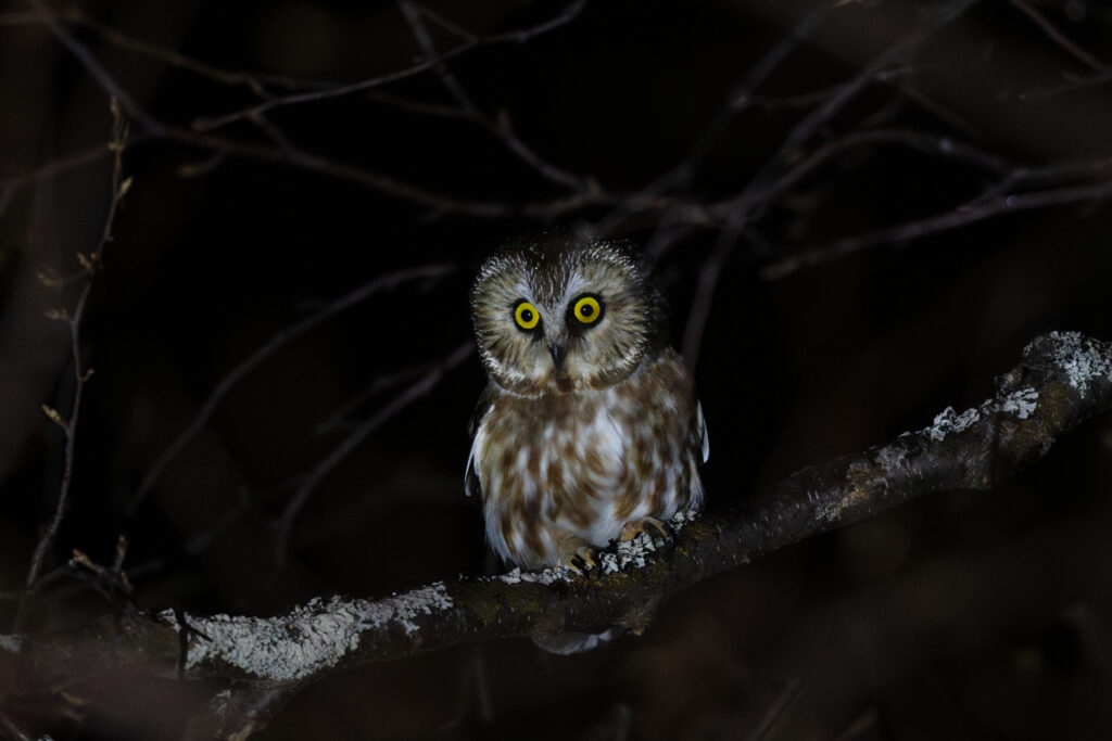 Northern Saw-whet Owl, Anchorage, Alaska. Photo Steve Heinl.