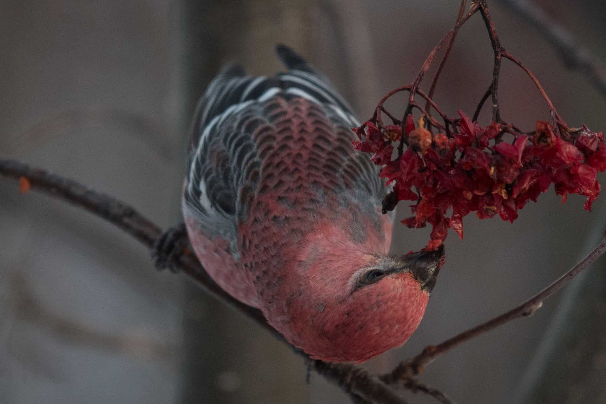 Pine Grosbeak, WBA Home Office, Homer, Alaska