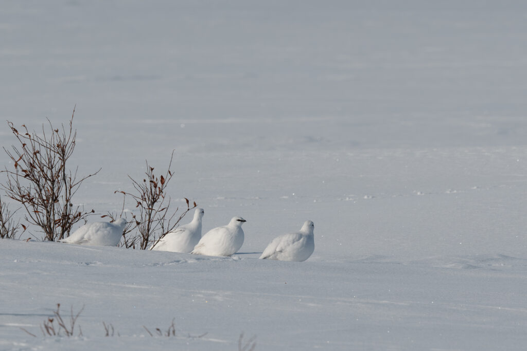 Rock Ptarmigan, Nome, Alaska. Photo Steve Heinl.