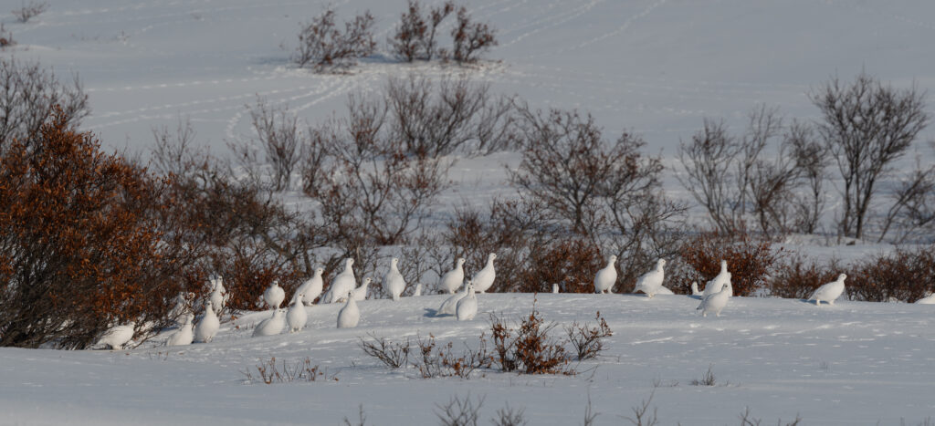 Willow Ptarmigan, Nome, Alaska. Photo Steve Heinl.