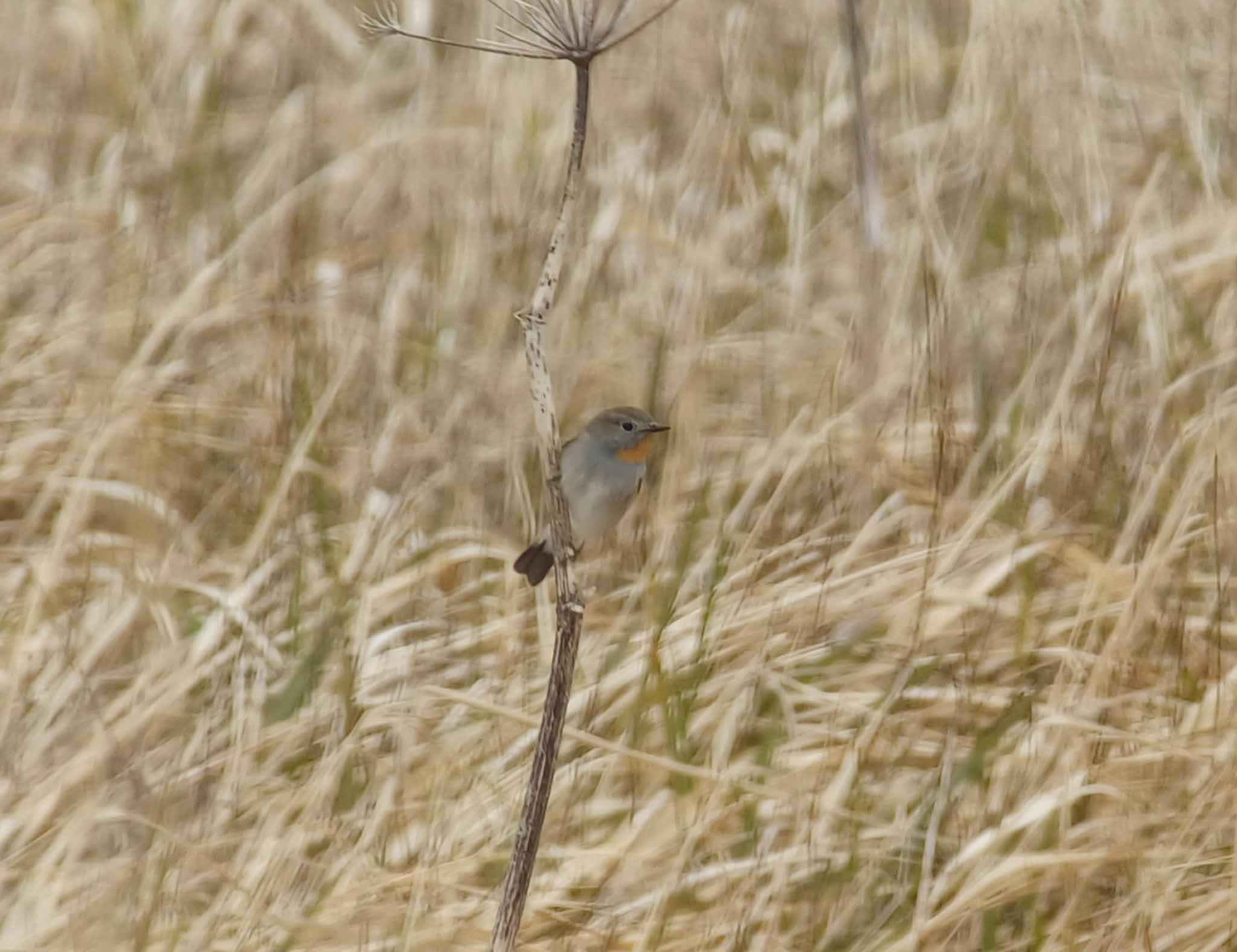 Taiga Flycatcher, Adak Island, Alaska.