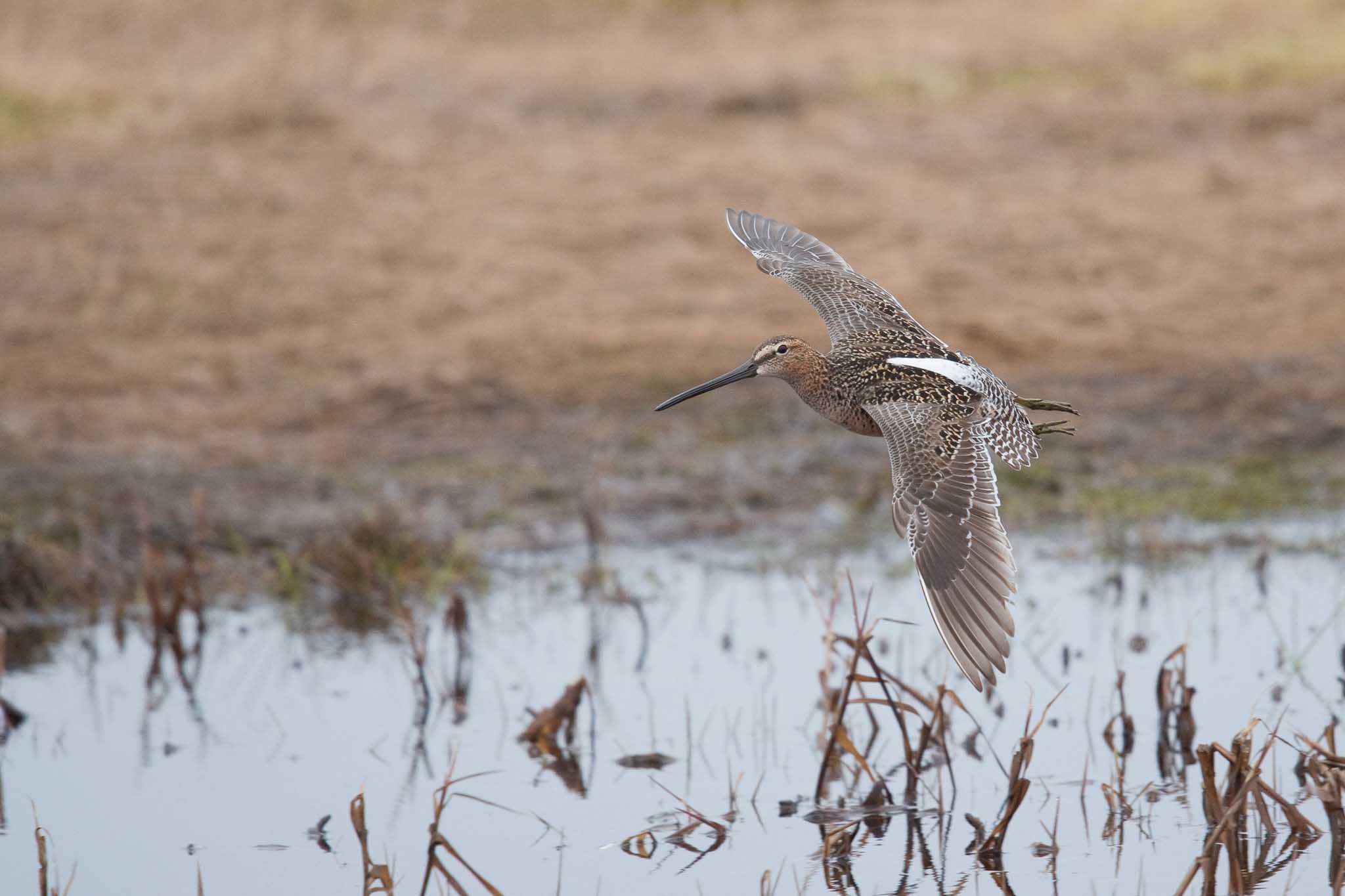 LBDO_Gambell_052516_web Long-billed Dowitcher